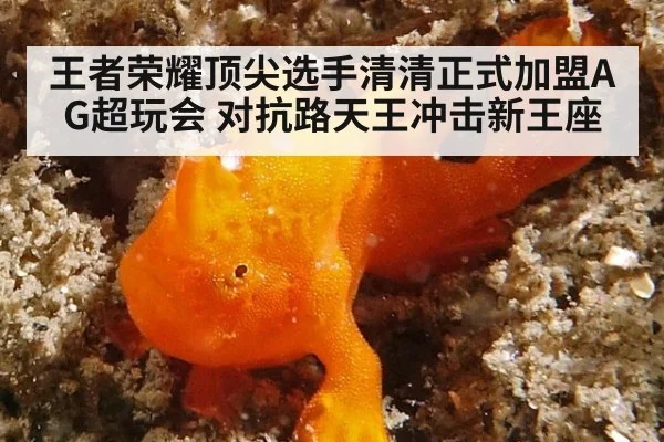王者荣耀顶尖选手清清正式加盟AG超玩会 对抗路天王冲击新王座